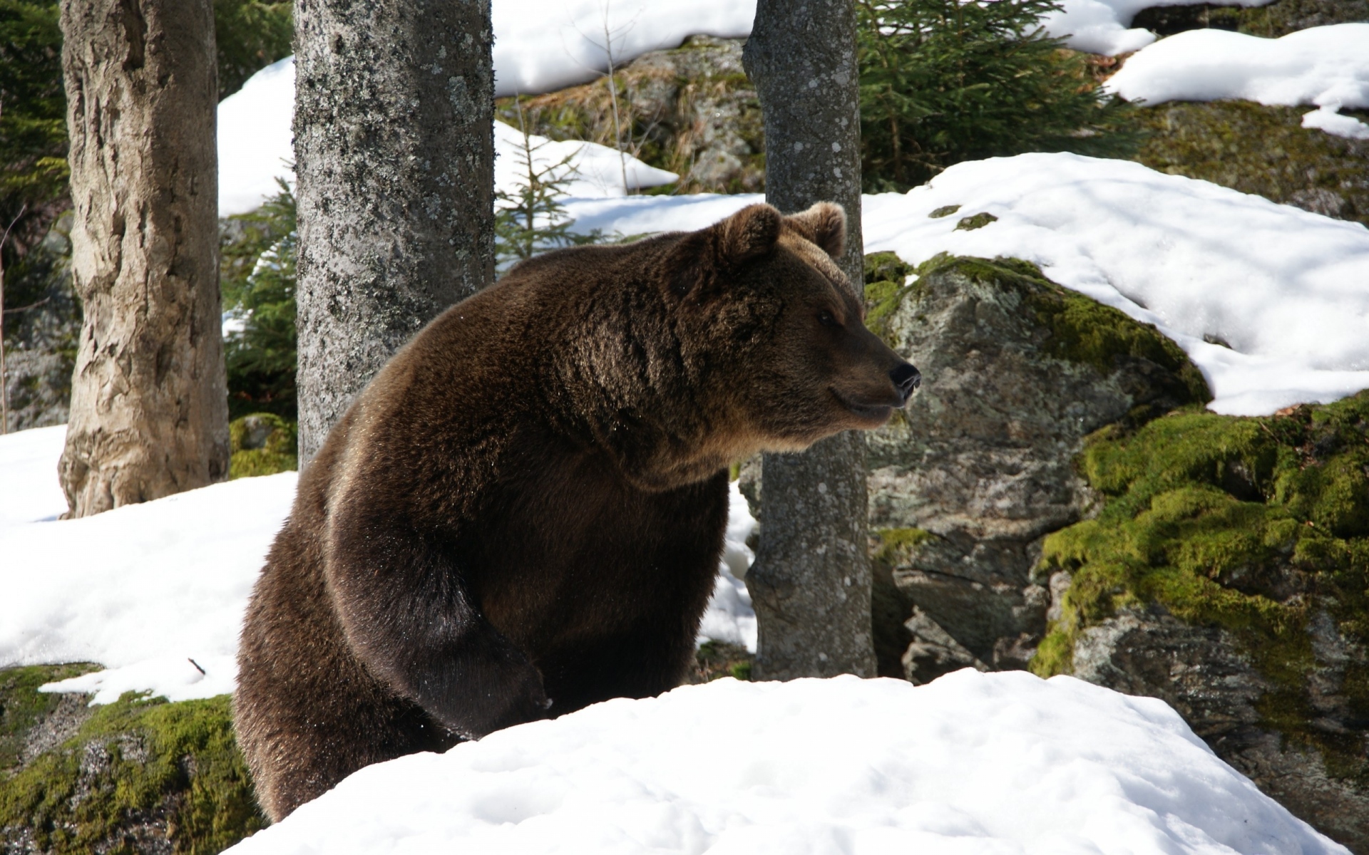 Картинки Медведь, лес, зима, снег фото и обои на рабочий стол
