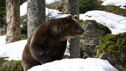 Медведь, лес, зима, снег