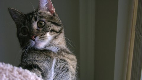 Кошка, глаза, полосатые
