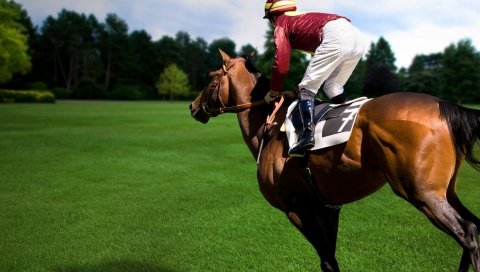 Спорт, конный спорт, лошадь, всадник