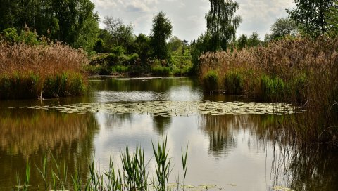 Пруд, деревья, растения, пейзаж