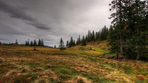 Поле, лес, природа