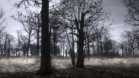 Осень, парк, лес, деревья