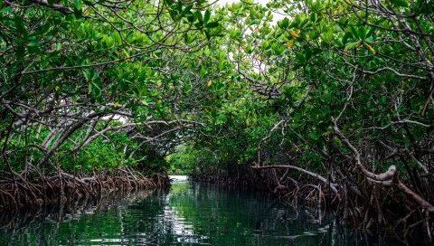 Мангровые заросли, кусты, вода, море, oken, puerto rico, Соединенные Штаты, остров, мангровые леса, океан, США, остров, gilligan