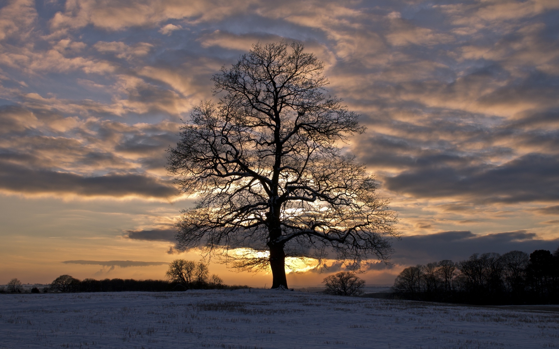 Картинки Зима, снег, поле, деревья, вечер, закат, небо, облака фото и обои на рабочий стол