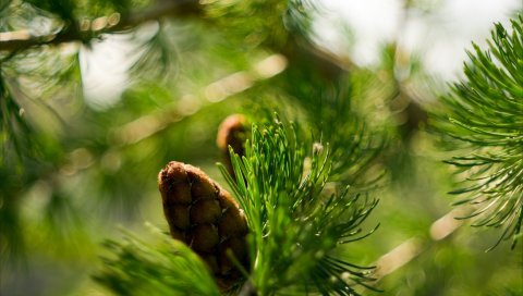 Bump, bokeh, еда, макро, отрасль, природа