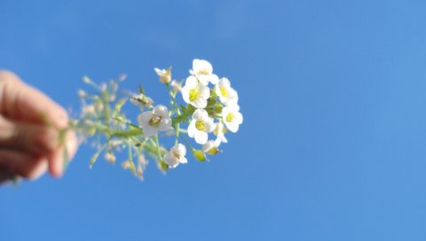 Цветок, макро, небо, красивый, синий