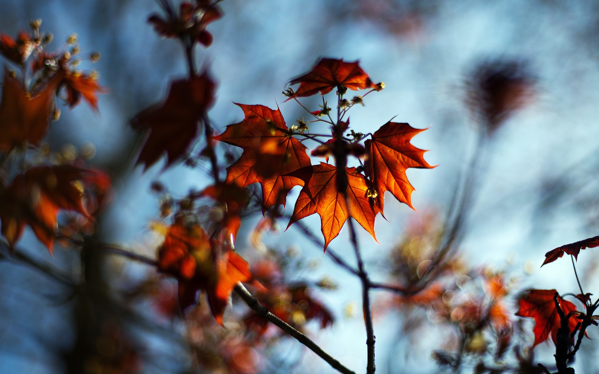 Картинки Макро, осень, клен, боке, природа, листья, ветки фото и обои на рабочий стол