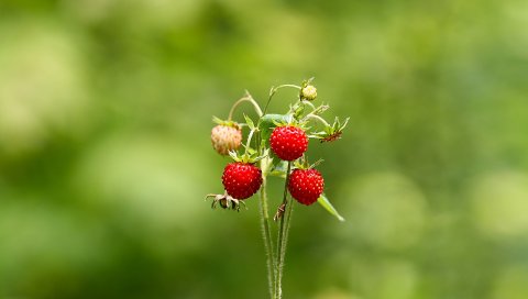 Зелень, лето, лес, клубника