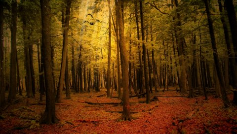 Осень, лес, пейзаж