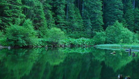 Лес, лето, кустарники, зелень, вода, отражение