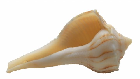 оболочки,белый фон, морские