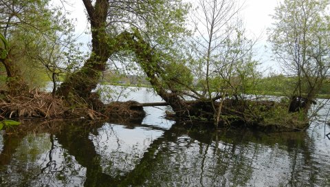 Ond, деревья, остров, природа