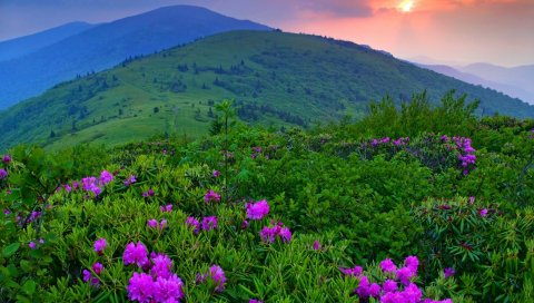 Закат, горы, растения, цветы