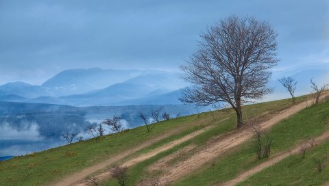 Горы, склон, дерево, природа