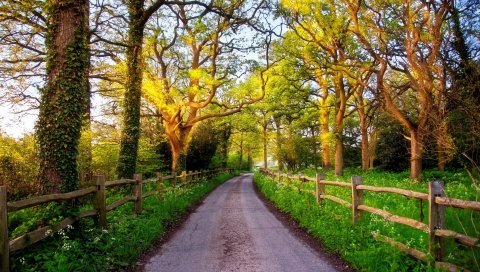 Англия, великобритания, природа, дорога, зеленый, трава, забор, деревья, солнце, рассвет