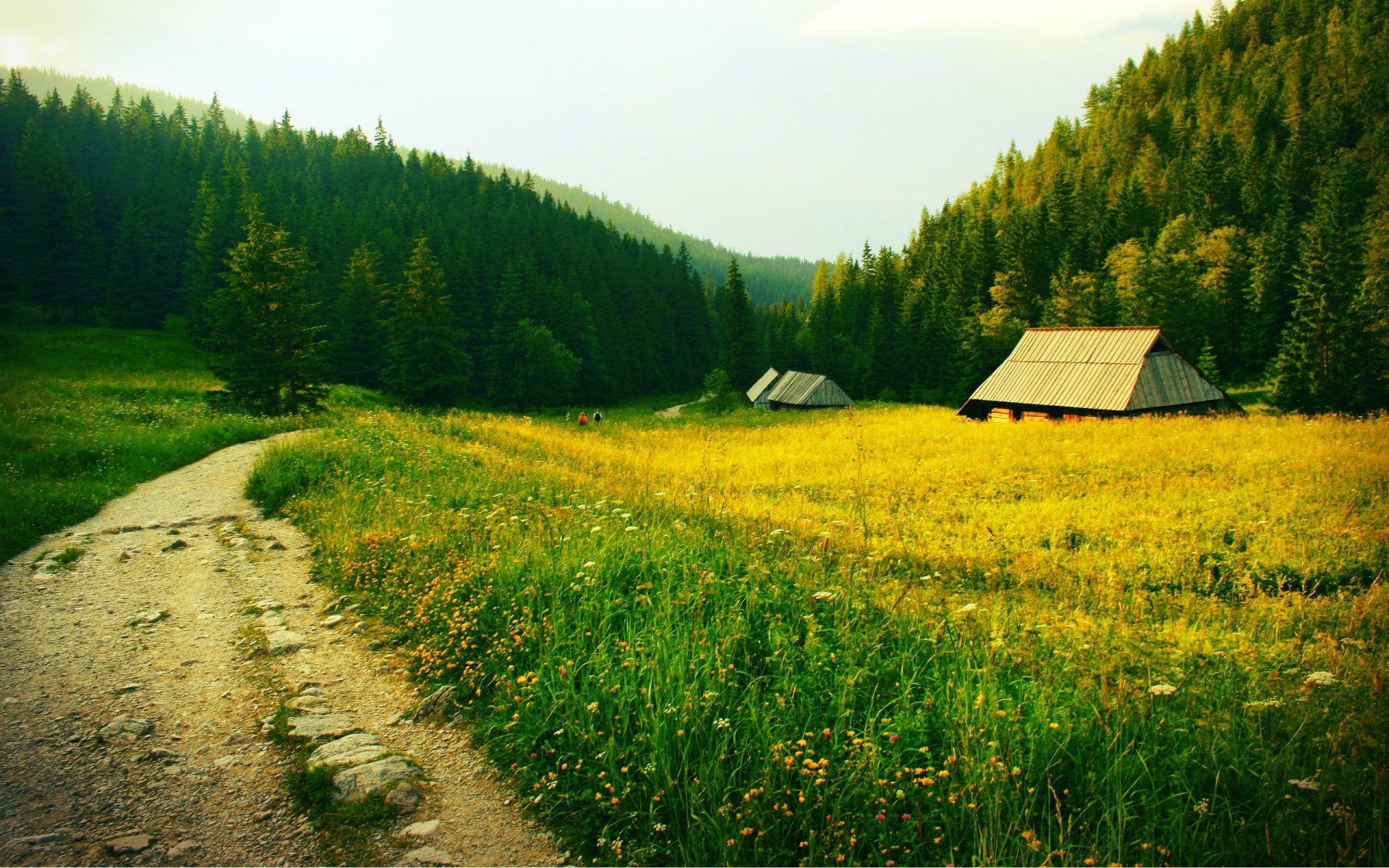 Картинки Трава, тропа, деревья, поле фото и обои на рабочий стол