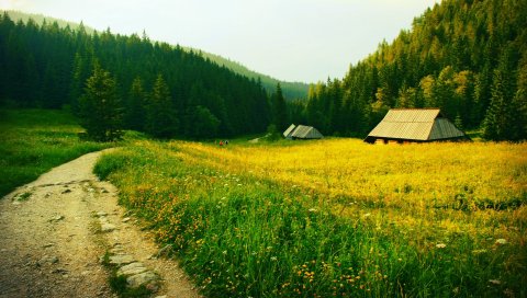 Трава, тропа, деревья, поле