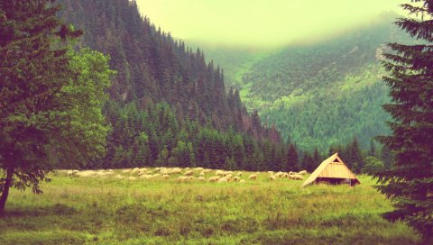 Горы, деревья, небо, лето