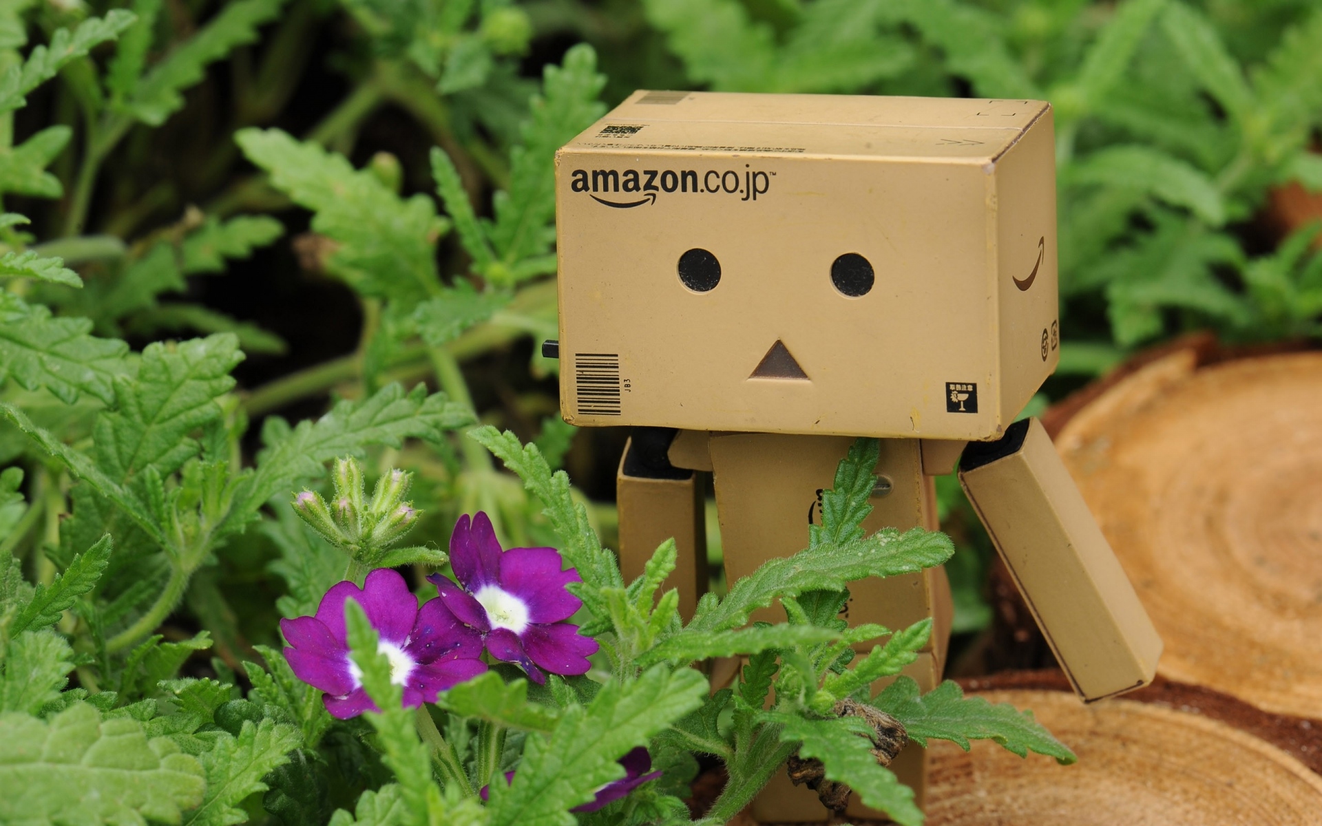 Картинки Danboard, коробка, робот, игрушка, цветы, трава, прогулка фото и обои на рабочий стол