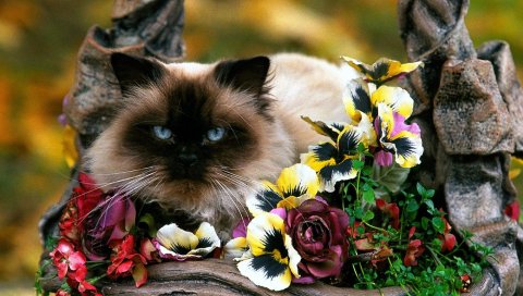 Цветы, корзины, кошки, пушистые