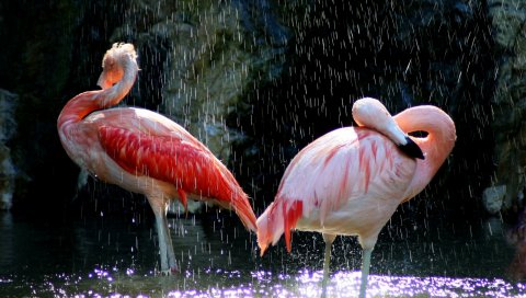 Фламинго, птицы, вода, капли