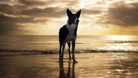 США, Флорида, собака, пляж