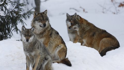 Пачка, волк, зима, снег, лес