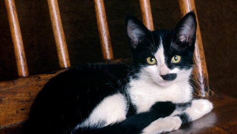 Стул, котенок, ложь, пятнистый