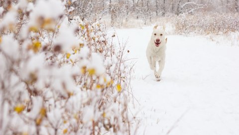 Собака, снег, фон