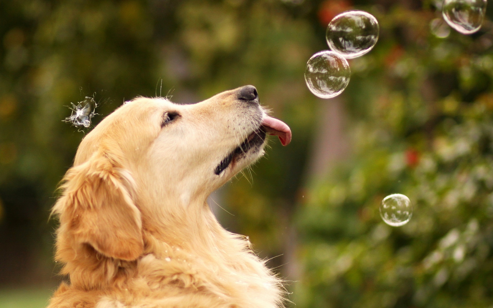 Картинки Собака, пузыри, лето фото и обои на рабочий стол