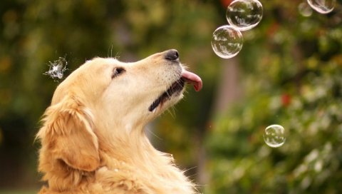 Собака, пузыри, лето