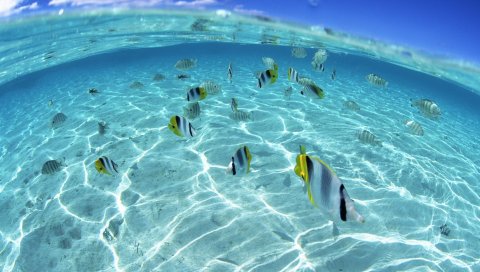 Рыба, стадо, море, мелкая вода