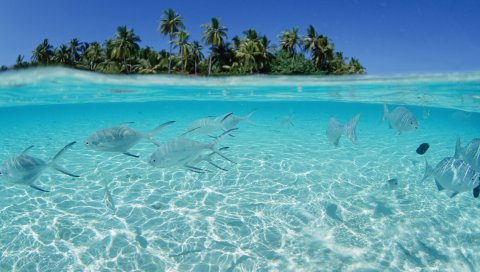Рыба, стадо, море, мелкая вода, остров, пальмы