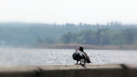 Река, птицы, пара, голуби