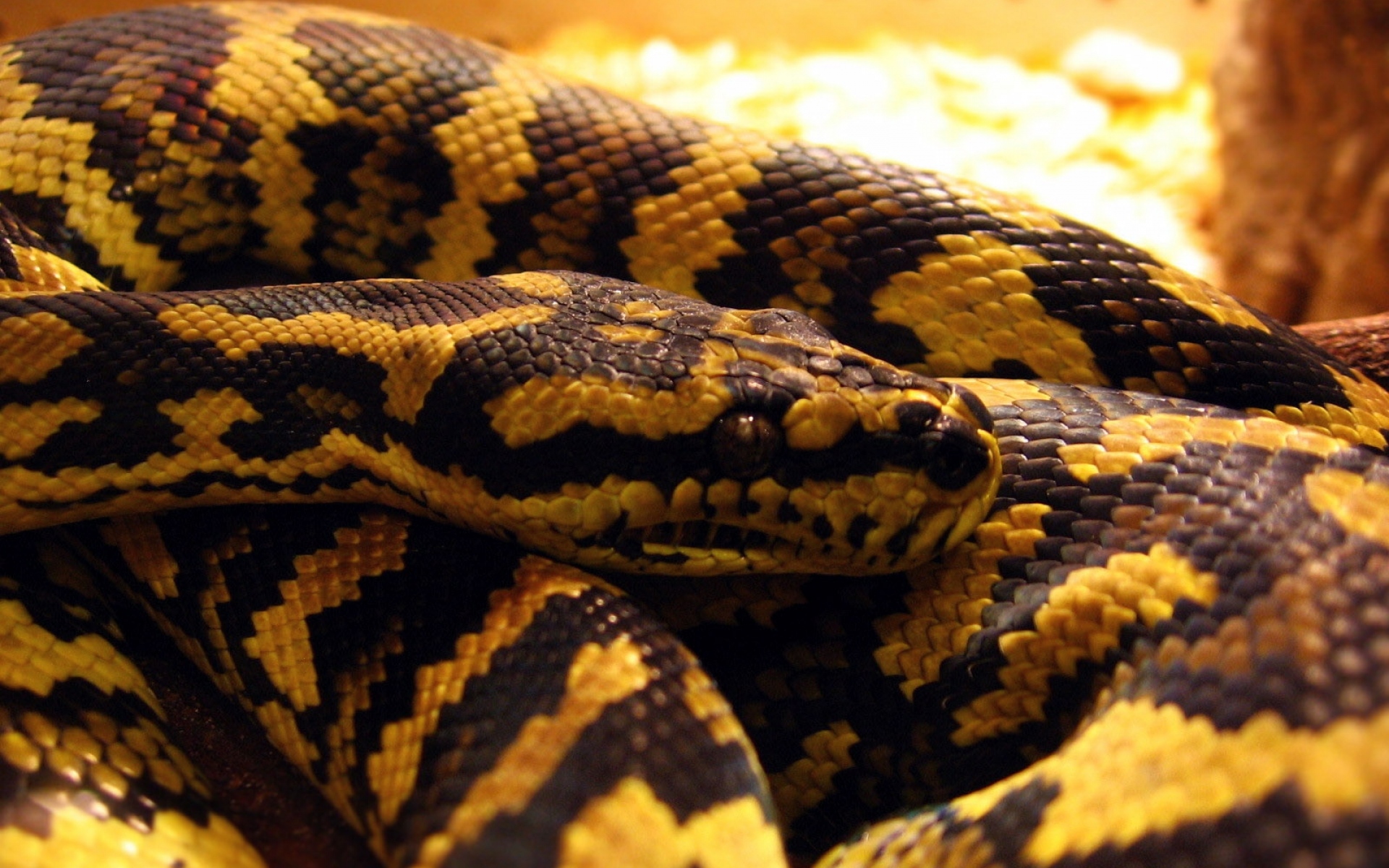 Черная с желтыми пятнами на голове. Желтый пятнистый питон. Пятнистый питон змея. Змея питон желтый. Кольчатый питон.