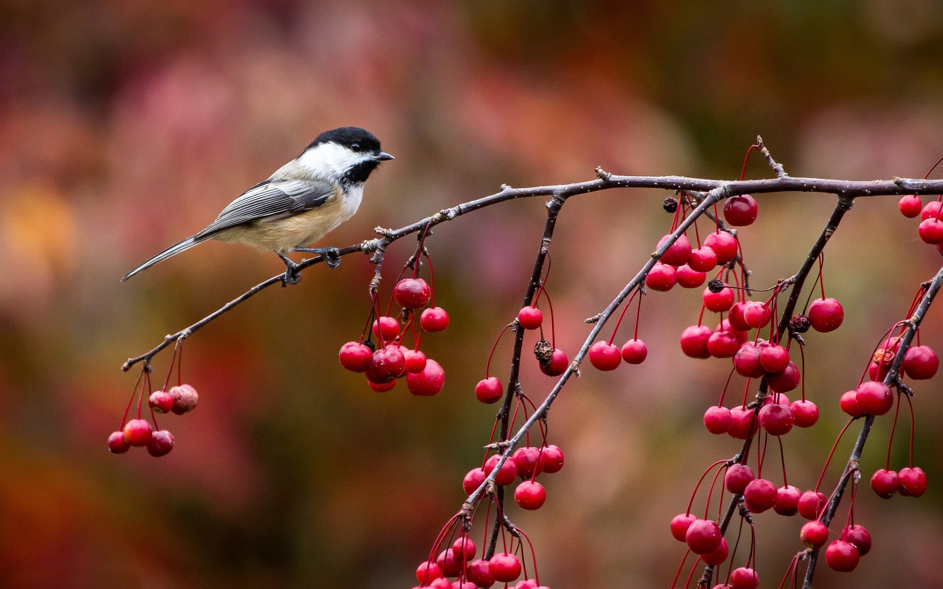 Картинки Птица, chickadee, синица, ветка, ягоды, осень фото и обои на рабочий стол