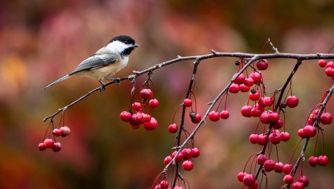 Птица, chickadee, синица, ветка, ягоды, осень