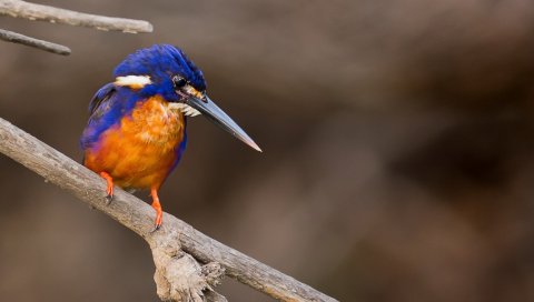 Птица, природа, фон
