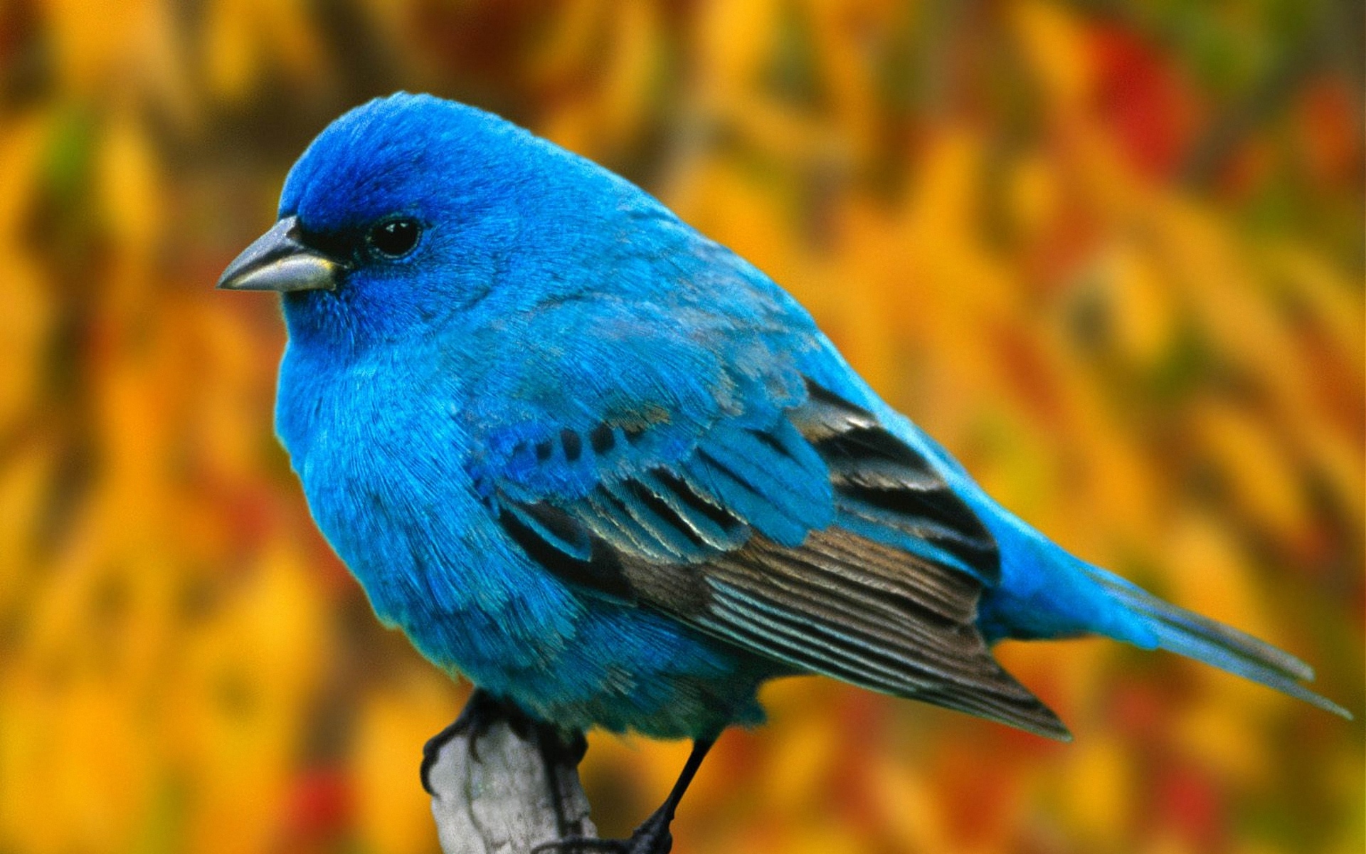 Картинки Птица, ветка, синий фото и обои на рабочий стол
