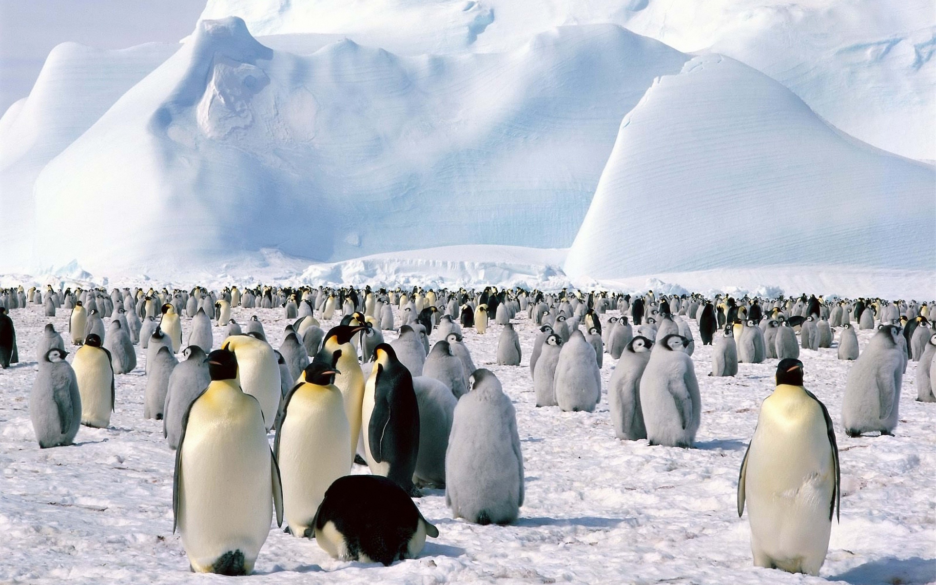 Картинки Пингвины, стадо, север, снег, гора фото и обои на рабочий стол