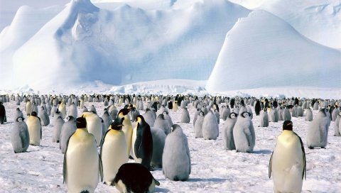 Пингвины, стадо, север, снег, гора