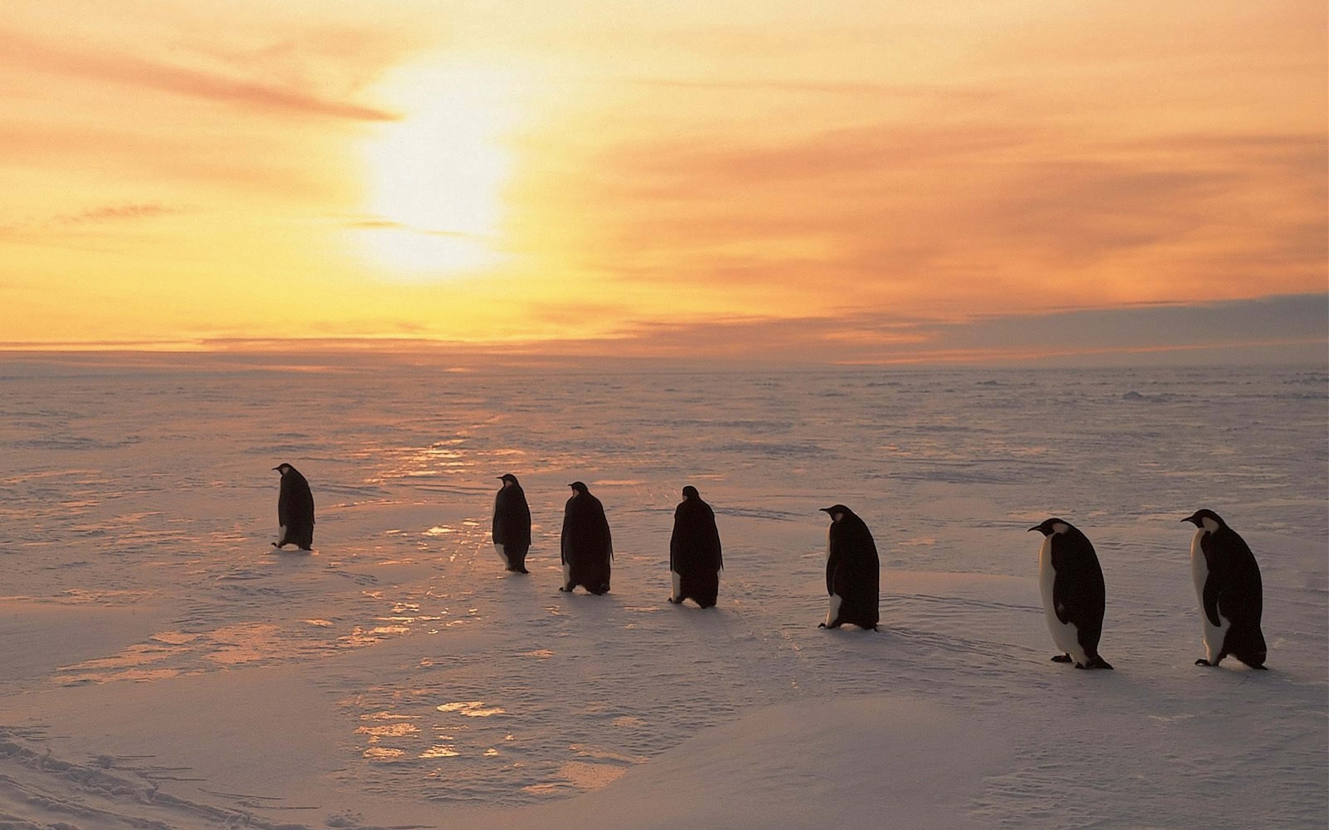 Картинки Пингвины, север, восход солнца, зима, лед, снег фото и обои на рабочий стол