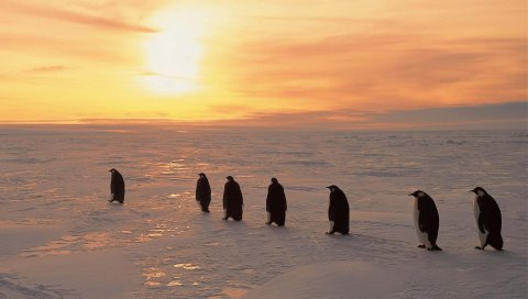 Пингвины, север, восход солнца, зима, лед, снег