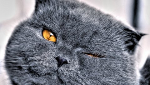 Подмигивание, кошка, пушистая