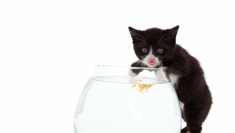 Кошка, язык, рыба, аквариум, белый фон