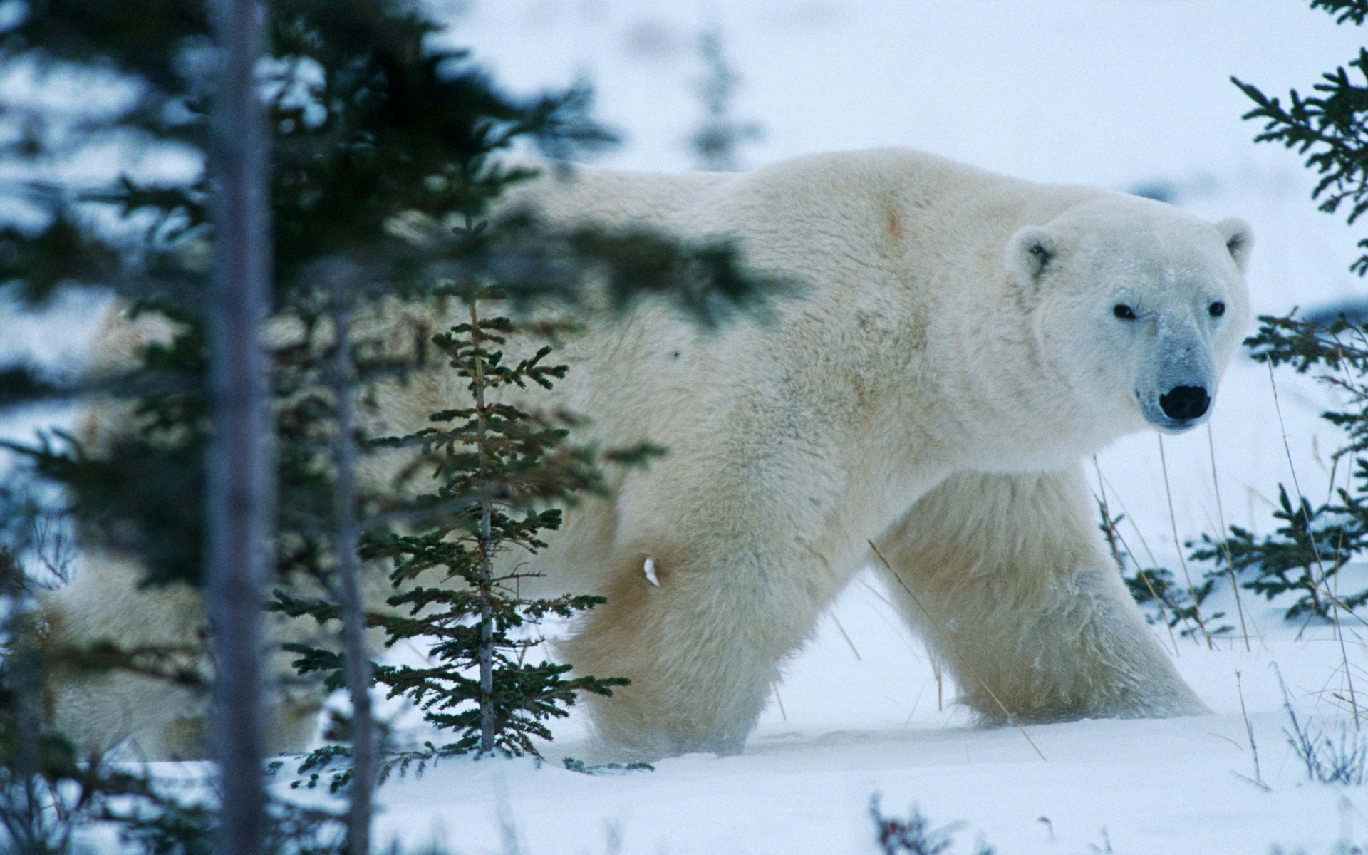 природа животные медведь снег зима скачать