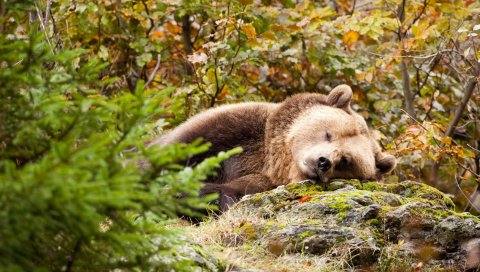 Медведь, коричневый, спит, трава