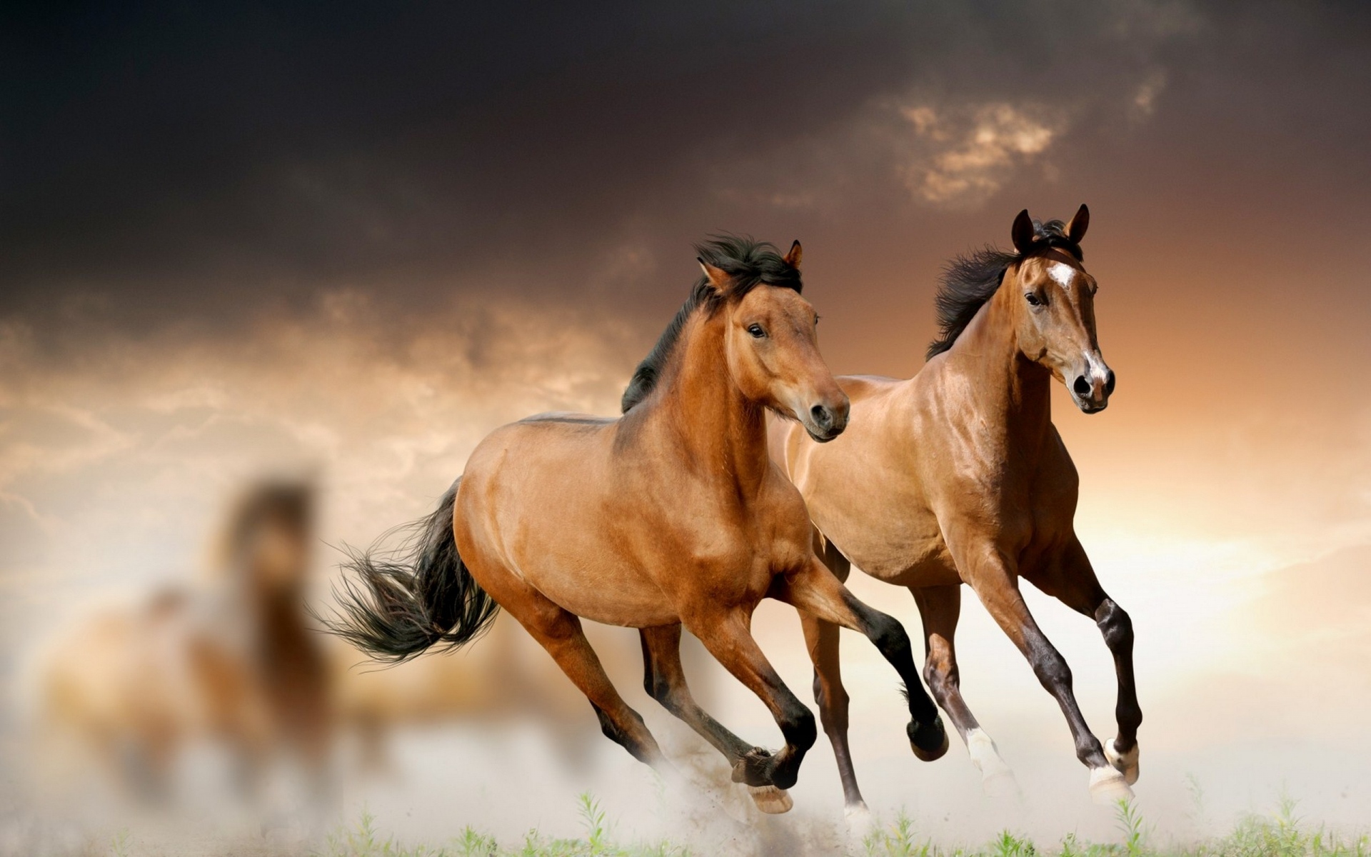 Картинки лошади, бег, трава, облака фото и обои на рабочий стол