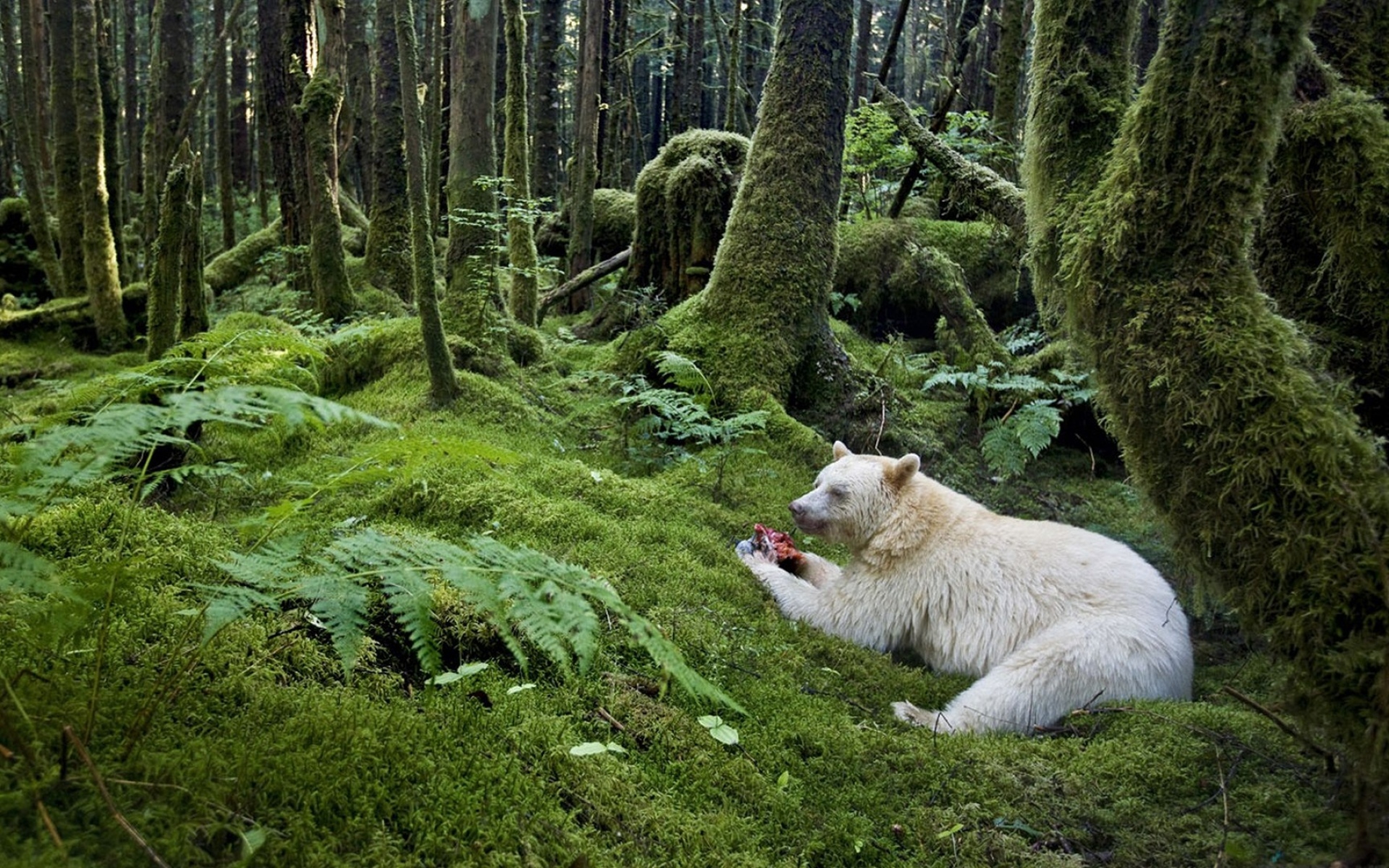 Картинки лес, медведь, еда, альбинос фото и обои на рабочий стол